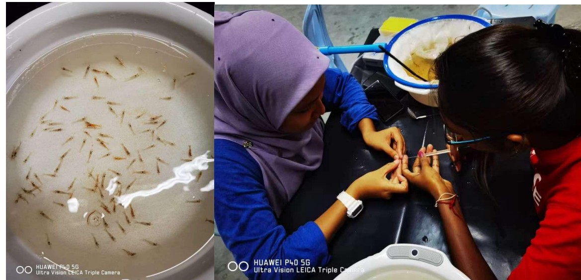 Application of  ZS100 Infusion Syringe Pump